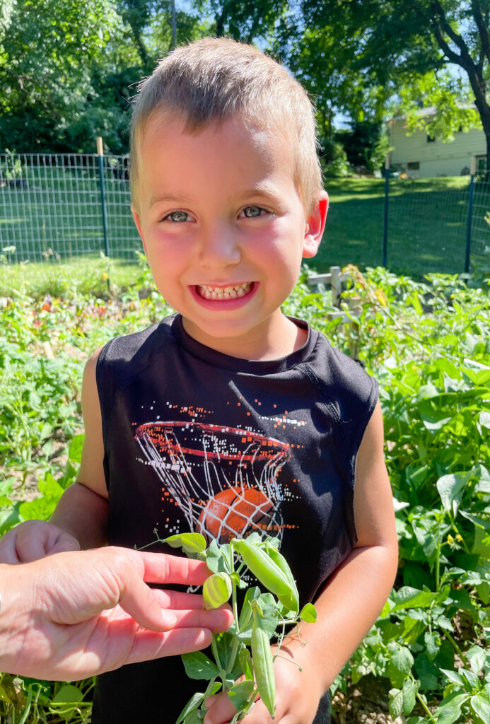 Little boy smiling really big, showing sugar snap peas in the garden.