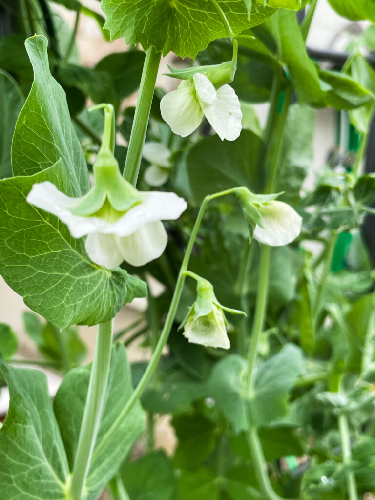 white sweet pea blooms climbing on a trellis