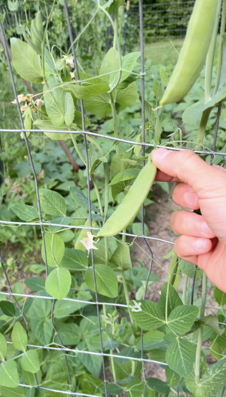 hand holding a sugar snap pea that is growing on a trellis.