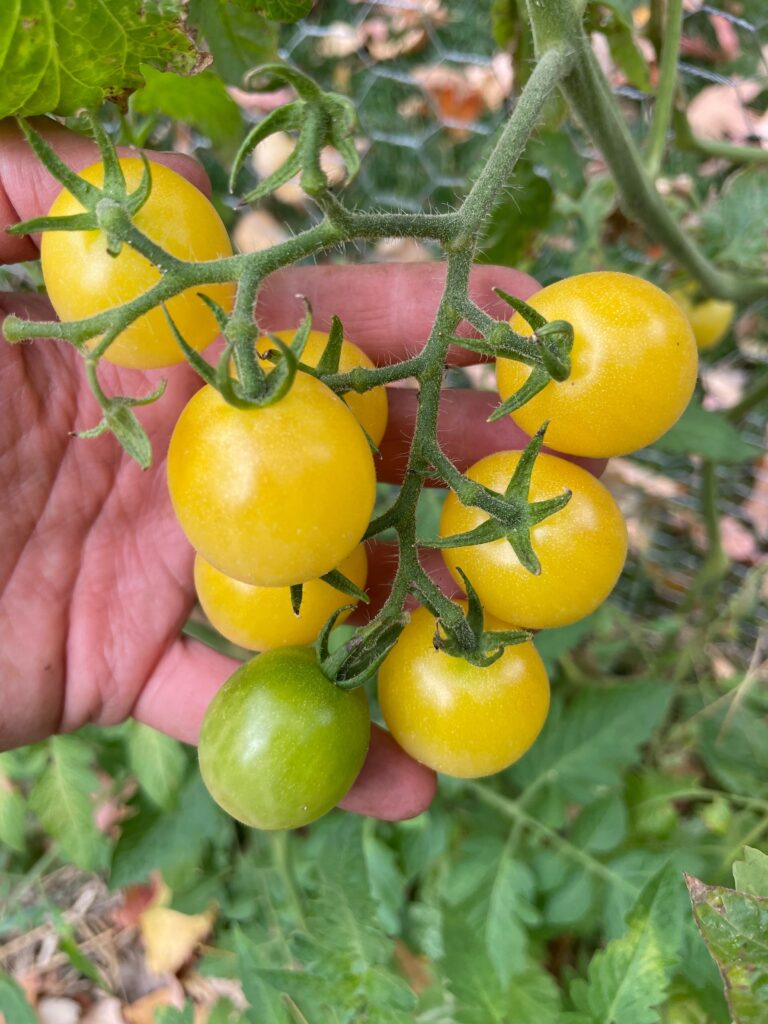 tomatoes