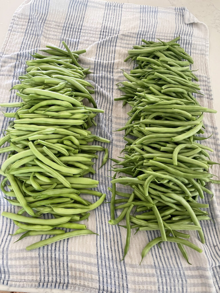 Two rows of fresh greens beans on a tea towel