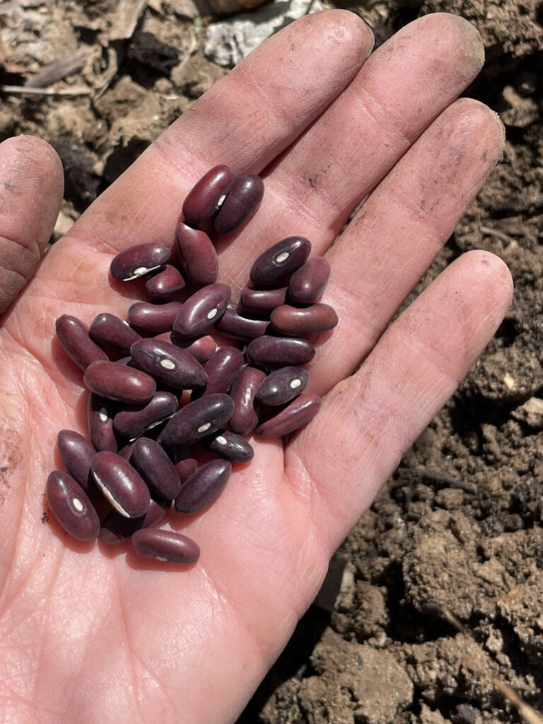 hand holding brown green bean seeds