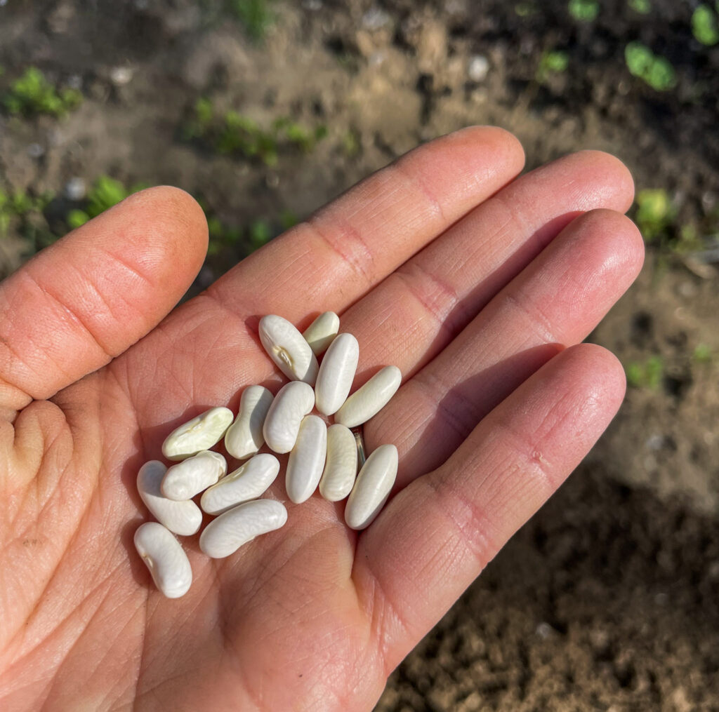 hand holding bean seeds