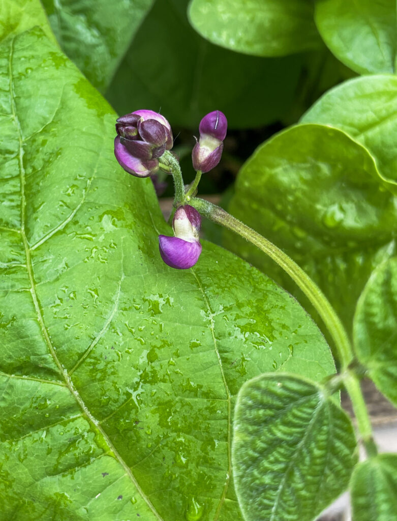 purple bloom of green beans